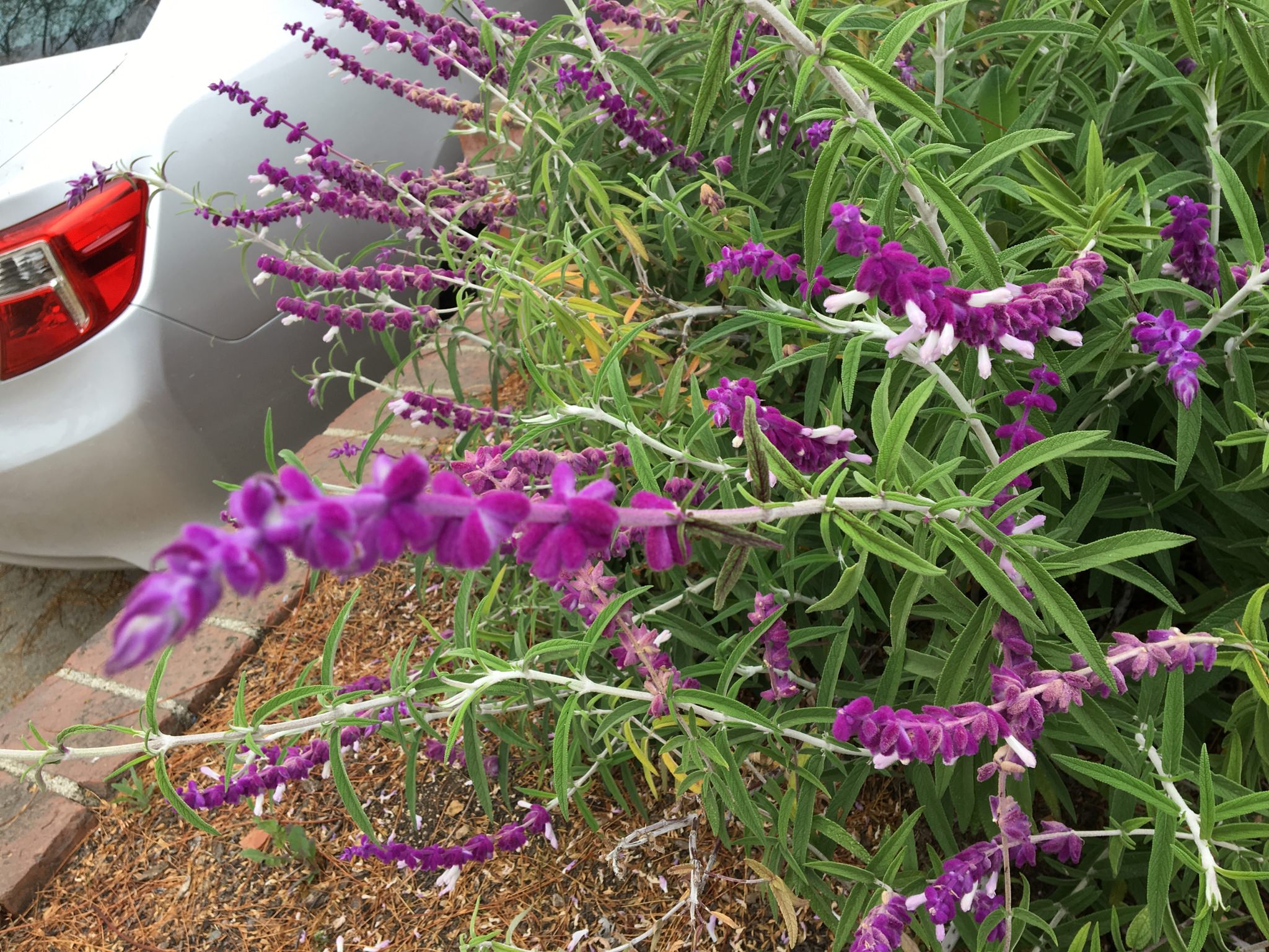 Salvia leucantha